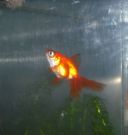 Filename=googles_the_fish.jpg
Filesize=504KB
Dimensions=1740x1832
Date added=Mar 03, 2012 googles_the_fish.jpg