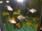 Filename=50G_goldfish_tank.JPG
Filesize=88KB
Dimensions=640x480
Date added=Mar 30, 2013 50G_goldfish_tank.JPG