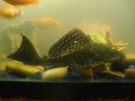 Filename=PlecoSaurusToo.jpg
Filesize=157KB
Dimensions=640x480
Date added=Mar 30, 2012 PlecoSaurusToo.jpg