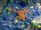 feelinfroggy.jpg