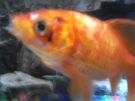 Filename=oliverz.jpg
Filesize=419KB
Dimensions=2048x1536
Date added=Jun 27, 2013 oliverz.jpg