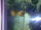 Filename=mikes_picuters_001.jpg
Filesize=492KB
Dimensions=1792x1344
Date added=Jul 26, 2012 mikes_picuters_001.jpg