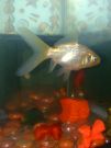 Filename=mikes_picuters_007.jpg
Filesize=277KB
Dimensions=960x1280
Date added=Jul 26, 2012 mikes_picuters_007.jpg
