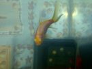 Filename=mikes_picuters_016.jpg
Filesize=279KB
Dimensions=1280x960
Date added=Jul 26, 2012 mikes_picuters_016.jpg