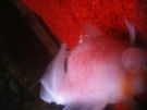 Filename=image~2.jpg
Filesize=898KB
Dimensions=2048x1536
Date added=Feb 19, 2013 image~2.jpg