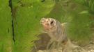 Filename=SAM_0010.JPG
Filesize=225KB
Dimensions=1280x720
Date added=May 11, 2016 SAM_0010.JPG