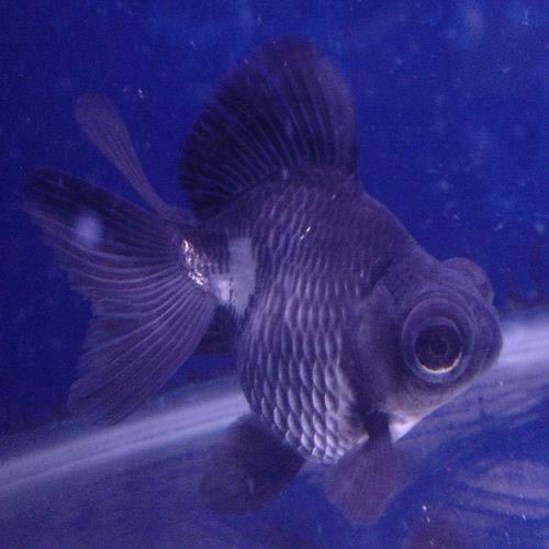 Goldfish Pictures and Gallery Moor and Telescope Goldfish/black white