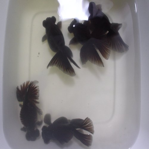 black butterfly goldfish