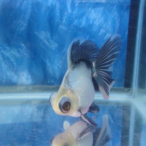 butterfly telescope goldfish white spots on gill butterfly telescope goldfish white spots on gill