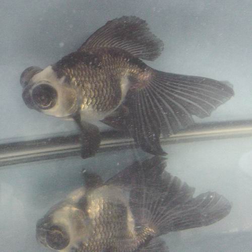 Goldfish Pictures and Gallery Moor and Telescope Goldfish/Panda2