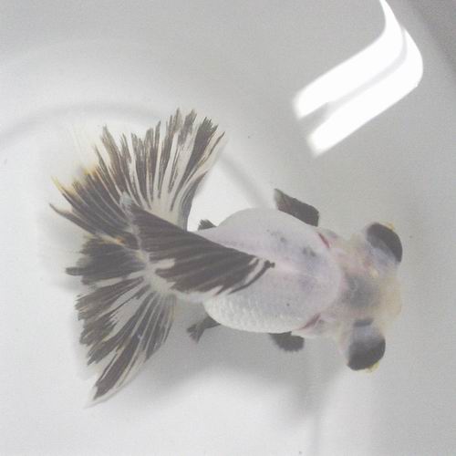 Goldfish Pictures and Gallery Moor and Telescope Goldfish/Panda3
