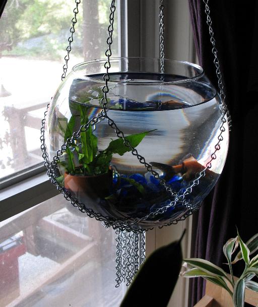 Goldfish Pictures and Gallery Pictures/Hanging goldfish bowl