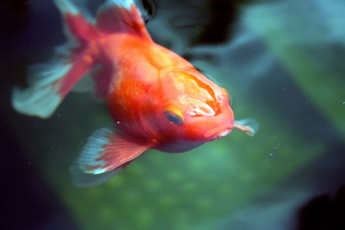 fantail goldfish eggs pictures. Them and a goldfish what size