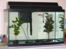 Filename=10-gallon-goldfish-tank.jpg
Filesize=51KB
Dimensions=800x600
Date added=May 24, 2008 10-gallon-goldfish-tank.jpg