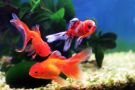 Filename=1oranda.jpg
Filesize=250KB
Dimensions=1300x867
Date added=Aug 05, 2008 1oranda.jpg