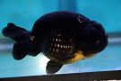 Filename=black-ranchu.jpg
Filesize=44KB
Dimensions=480x320
Date added=Apr 28, 2008 black-ranchu.jpg
