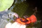 Filename=blackandred_oranda1.jpg
Filesize=199KB
Dimensions=1300x867
Date added=Aug 05, 2008 blackandred_oranda1.jpg