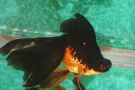 Filename=blackmoor_5000.jpg
Filesize=115KB
Dimensions=1300x867
Date added=Nov 18, 2008 blackmoor_5000.jpg