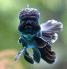 blackoranda2.jpg