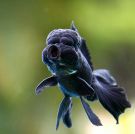 blackoranda3.jpg