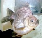 Filename=blackwhitery.jpg
Filesize=200KB
Dimensions=360x329
Date added=Jun 22, 2008 blackwhitery.jpg