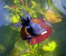 Filename=blueoranda.jpg
Filesize=516KB
Dimensions=1558x1332
Date added=Aug 05, 2008 blueoranda.jpg