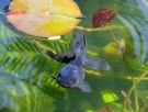 Filename=blueoranda1.jpg
Filesize=347KB
Dimensions=1272x968
Date added=Aug 05, 2008 blueoranda1.jpg