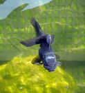 Filename=blueoranda2.jpg
Filesize=288KB
Dimensions=1100x1204
Date added=Aug 05, 2008 blueoranda2.jpg