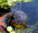 Filename=blueoranda3.jpg
Filesize=217KB
Dimensions=1104x964
Date added=Aug 05, 2008 blueoranda3.jpg