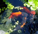 Filename=bluered_oranda.jpg
Filesize=362KB
Dimensions=1328x1194
Date added=Aug 05, 2008 bluered_oranda.jpg