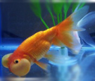 Filename=bubbleeye3.jpg
Filesize=118KB
Dimensions=1000x840
Date added=Aug 04, 2008 bubbleeye3.jpg