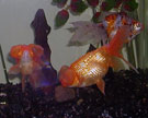 Filename=bubbleeye4.jpg
Filesize=105KB
Dimensions=1000x808
Date added=Aug 04, 2008 bubbleeye4.jpg
