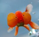Goldfish Picture