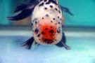 Filename=calico-ranchu1.jpg
Filesize=39KB
Dimensions=480x320
Date added=Apr 28, 2008 calico-ranchu1.jpg