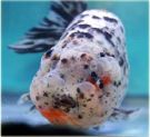 Filename=calico-ranchu2.jpg
Filesize=11KB
Dimensions=328x301
Date added=Apr 28, 2008 calico-ranchu2.jpg