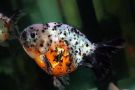 Filename=calico-ranchu3.jpg
Filesize=13KB
Dimensions=480x320
Date added=Apr 28, 2008 calico-ranchu3.jpg