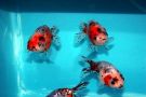 Filename=calico-ranchu4.jpg
Filesize=47KB
Dimensions=480x320
Date added=Apr 28, 2008 calico-ranchu4.jpg