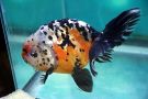 Filename=calico-ranchu6.jpg
Filesize=55KB
Dimensions=480x320
Date added=Apr 28, 2008 calico-ranchu6.jpg