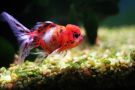Filename=calico_oranda~0.jpg
Filesize=247KB
Dimensions=1300x867
Date added=Aug 05, 2008 calico_oranda~0.jpg