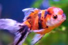 Filename=calico_oranda.jpg
Filesize=231KB
Dimensions=1250x833
Date added=Aug 04, 2008 calico_oranda.jpg