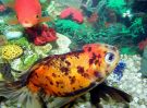 Filename=calicooranda2.jpg
Filesize=373KB
Dimensions=1250x920
Date added=Aug 04, 2008 calicooranda2.jpg