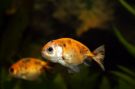 Filename=calicoranchu.jpg
Filesize=108KB
Dimensions=1250x833
Date added=Aug 04, 2008 calicoranchu.jpg