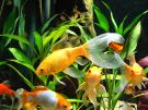 Filename=cometgoldfish.jpg
Filesize=252KB
Dimensions=1000x750
Date added=Aug 04, 2008 cometgoldfish.jpg