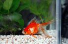 Goldfish Picture