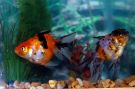 Filename=fantail_calico_oranda.jpg
Filesize=287KB
Dimensions=1300x864
Date added=Aug 05, 2008 fantail_calico_oranda.jpg