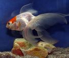Filename=fantail_goldfish5.jpg
Filesize=486KB
Dimensions=1500x1286
Date added=Aug 04, 2008 fantail_goldfish5.jpg
