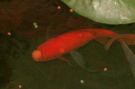 Filename=goldfish.jpg
Filesize=135KB
Dimensions=1064x708
Date added=Aug 26, 2008 goldfish.jpg