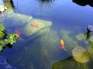 Filename=goldfishpond1.jpg
Filesize=155KB
Dimensions=1300x976
Date added=Aug 05, 2008 goldfishpond1.jpg