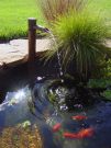 Filename=goldfishpond12.jpg
Filesize=205KB
Dimensions=976x1300
Date added=Aug 05, 2008 goldfishpond12.jpg