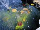 Filename=goldfishpond18.jpg
Filesize=271KB
Dimensions=1300x976
Date added=Aug 05, 2008 goldfishpond18.jpg